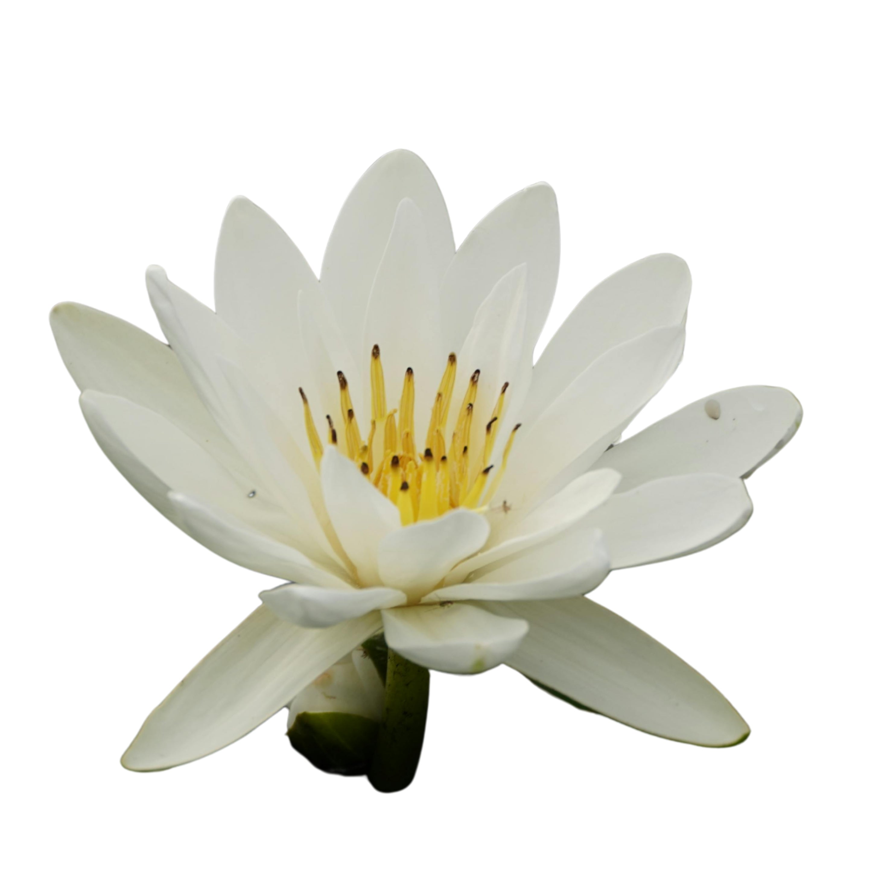 White Water Lily, Dried