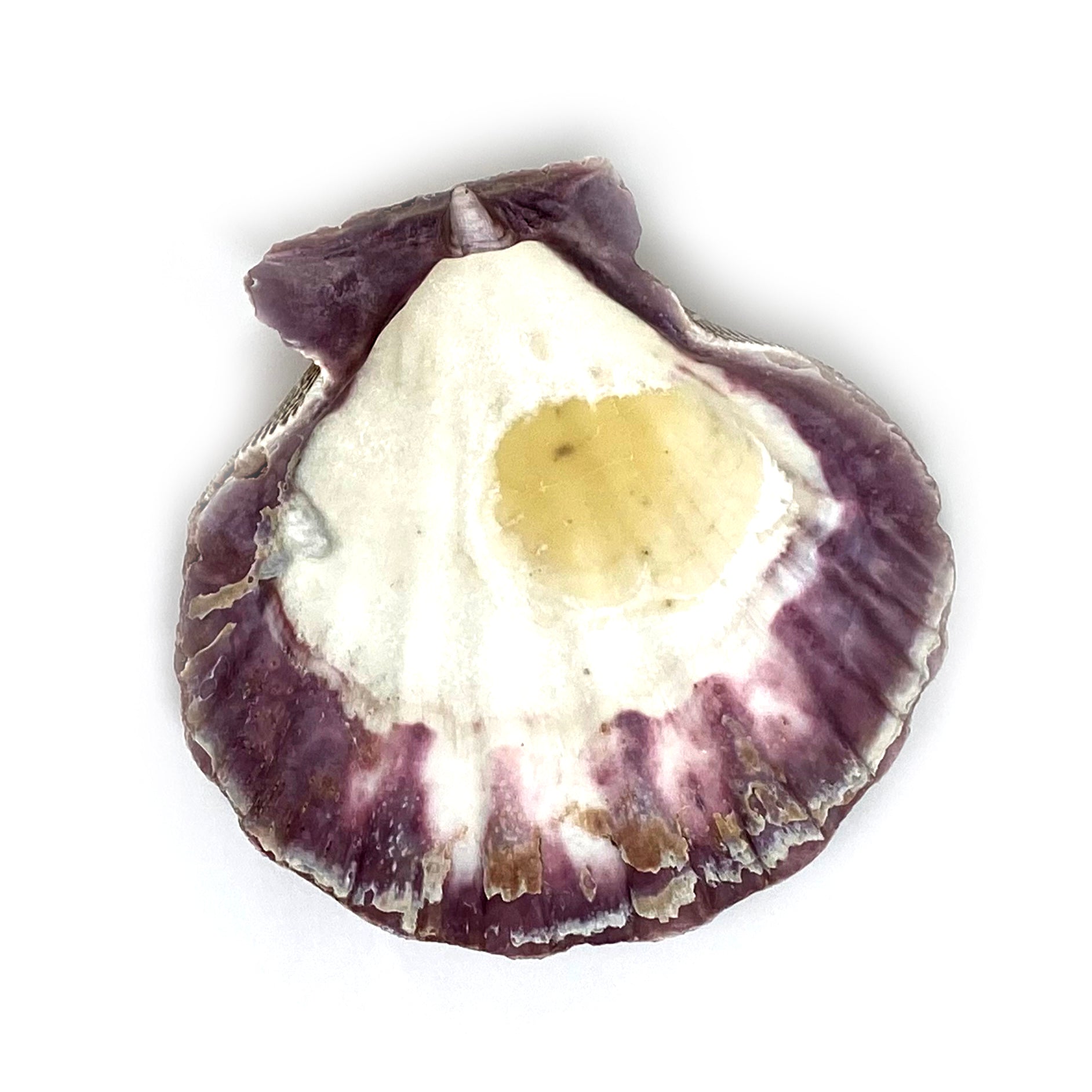 Lions Paw Shell ss103 - alter8.com