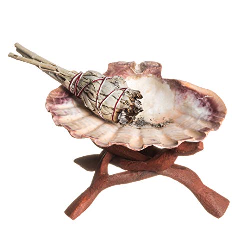 Lions Paw Shell - alter8.com