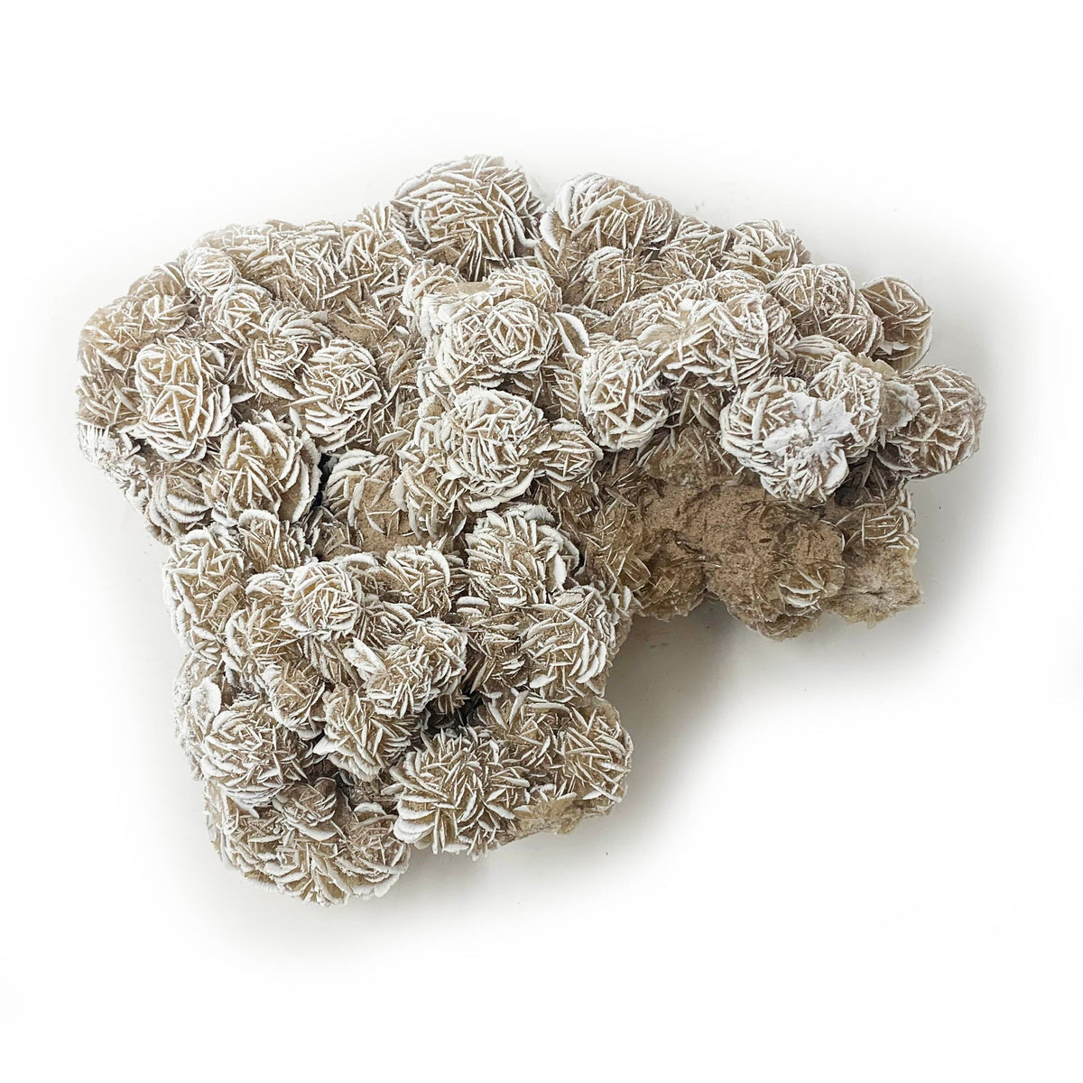 Desert Rose Raw - alter8.com