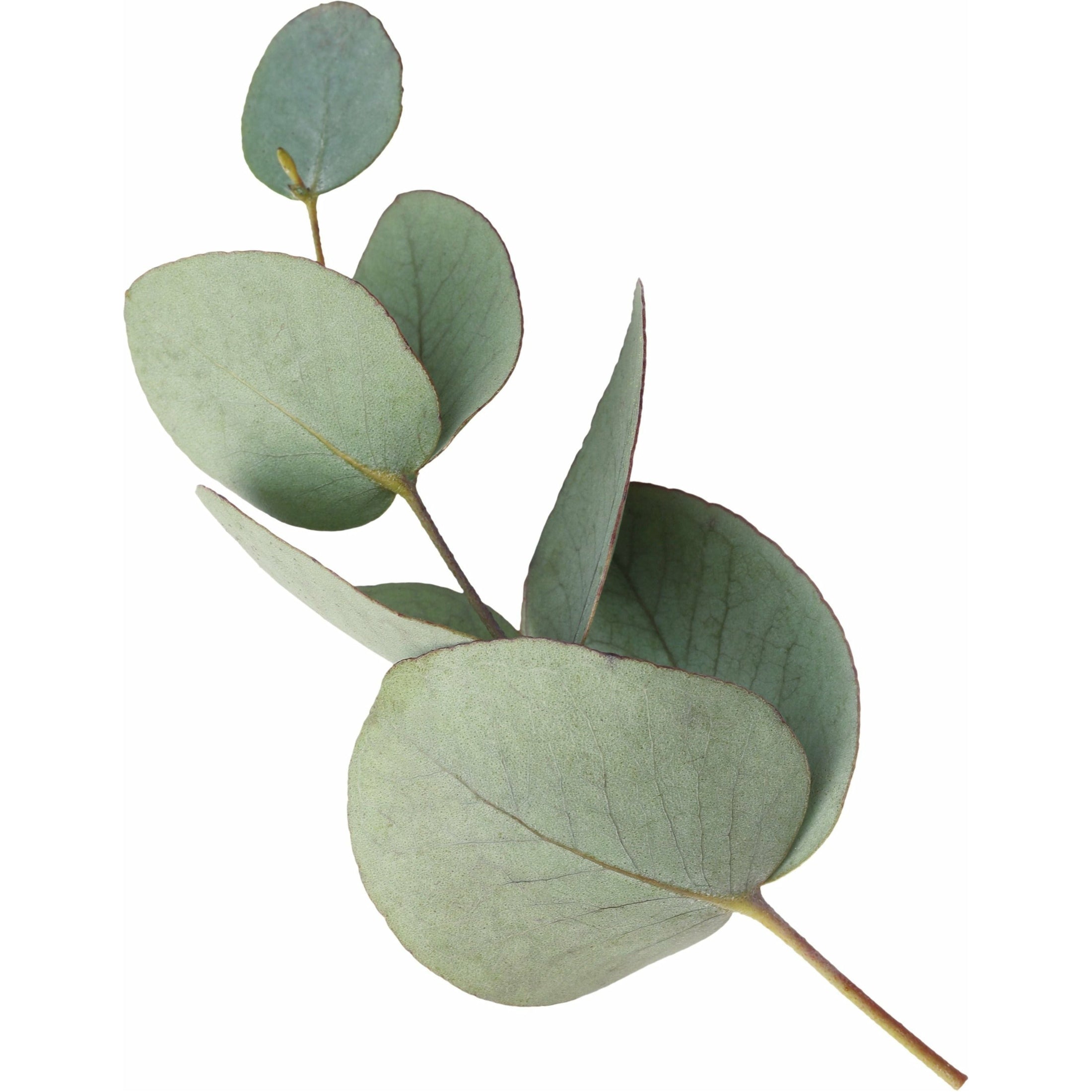 Eucalyptus Blue Mallee Essential Oil - alter8.com