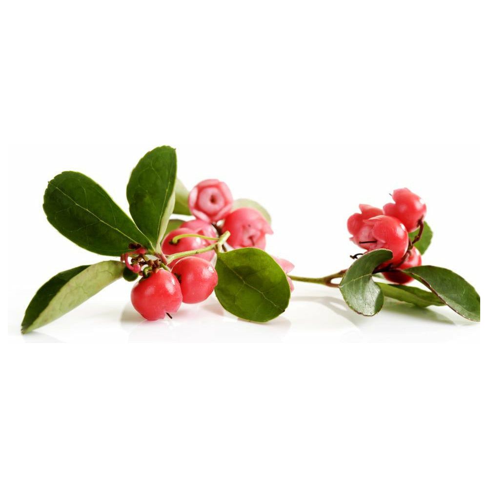 Wintergreen Essential Oil - alter8.com