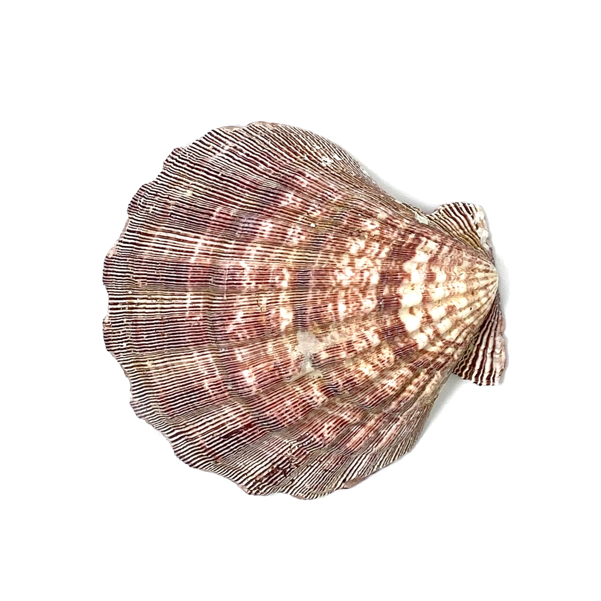 Lions Paw Shell ss103 - alter8.com