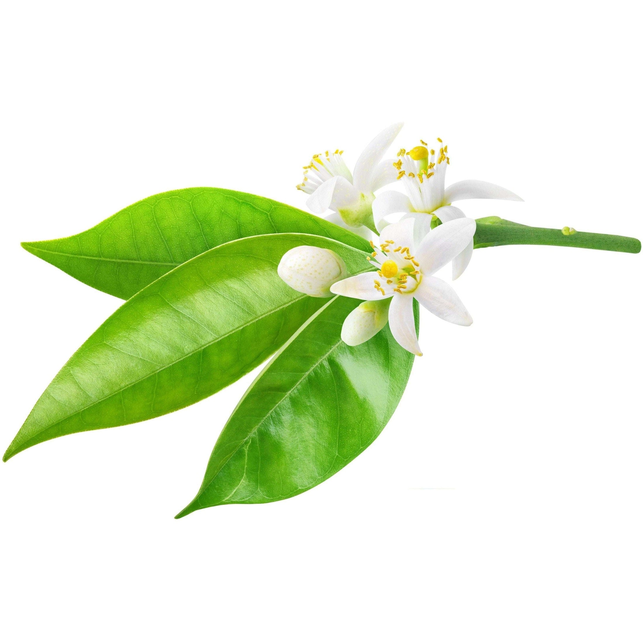 Neroli Orange Blossom Hydrosol Spray - alter8.com