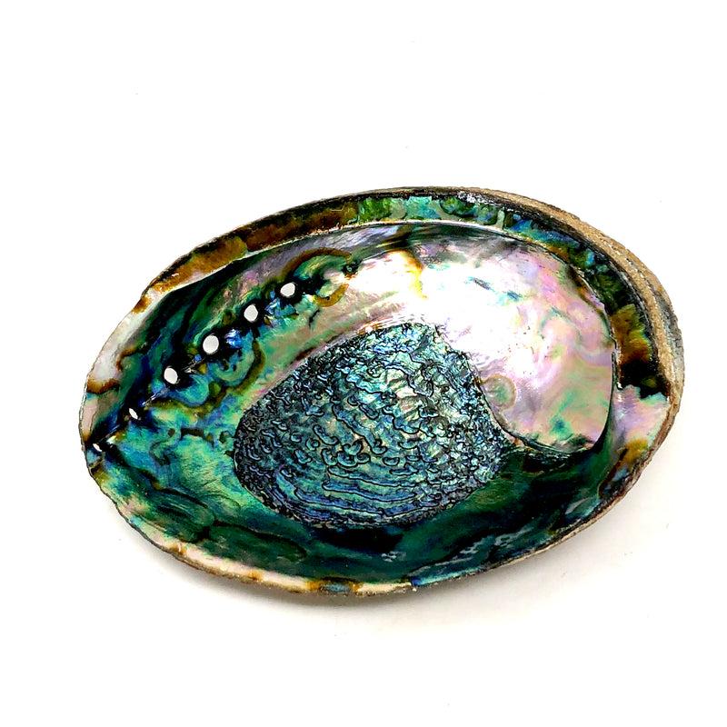 Abalone Shell - alter8.com