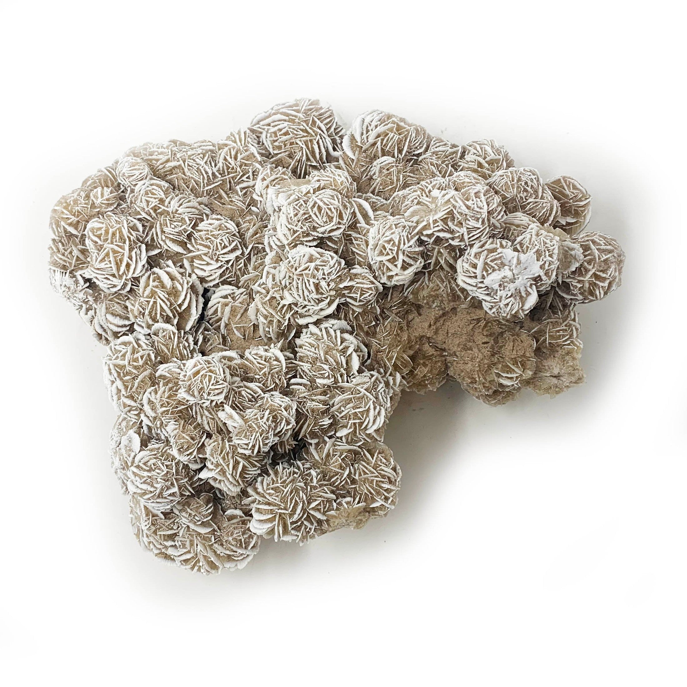 Desert Rose Raw - alter8.com