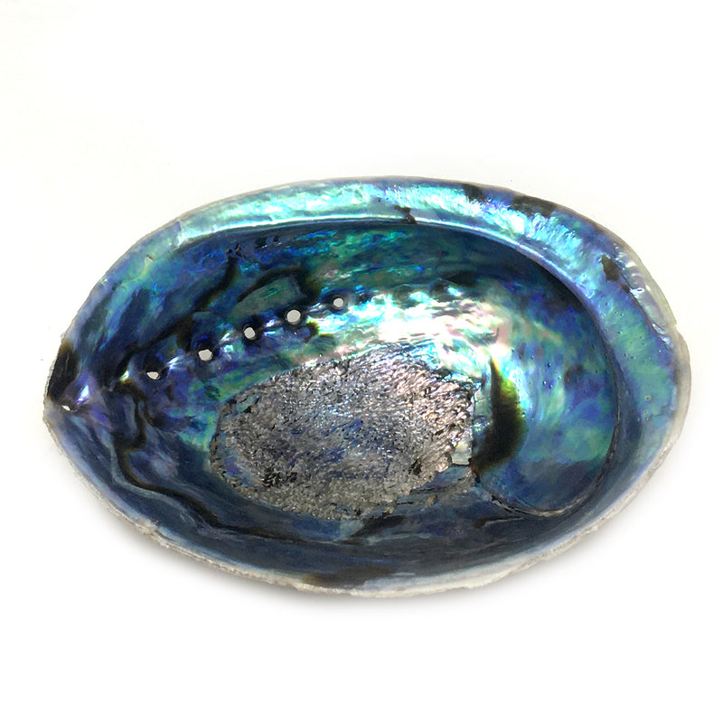 Abalone Shell - alter8.com