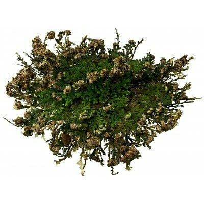 Rose of Jericho - alter8.com