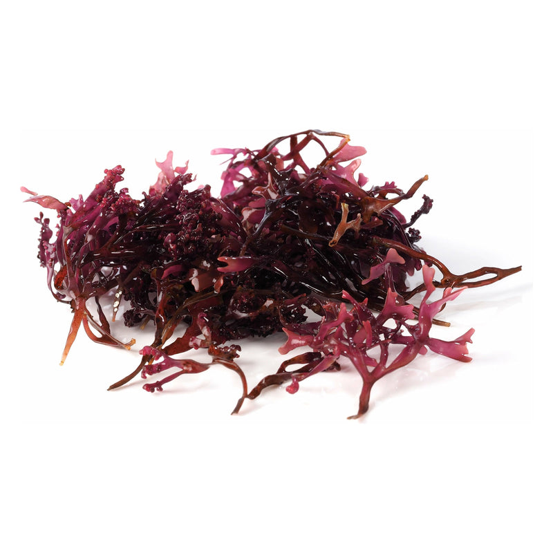 Wild Irish Moss (Canada) - alter8.com