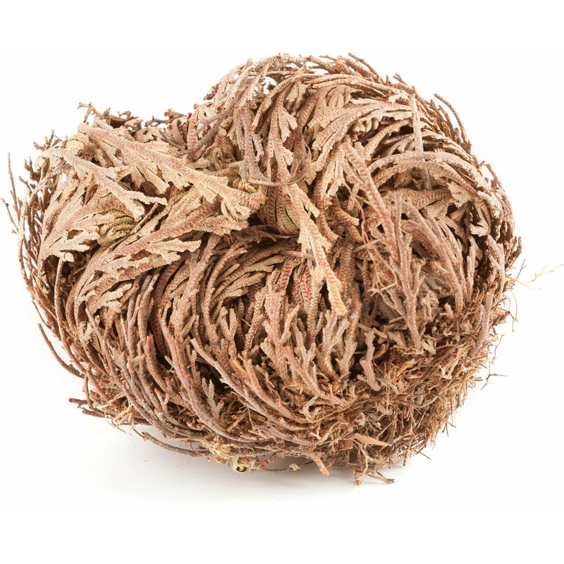 Rose of Jericho - alter8.com