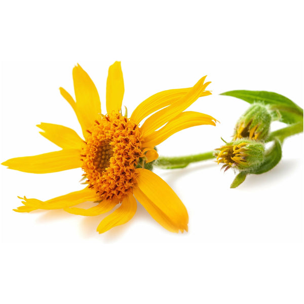 Arnica Oil - alter8.com