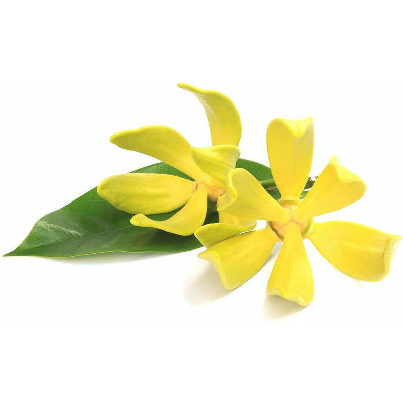 Ylang Ylang Essential Oil - alter8.com