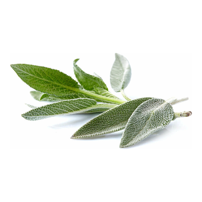 White Sage Essential Oil - alter8.com