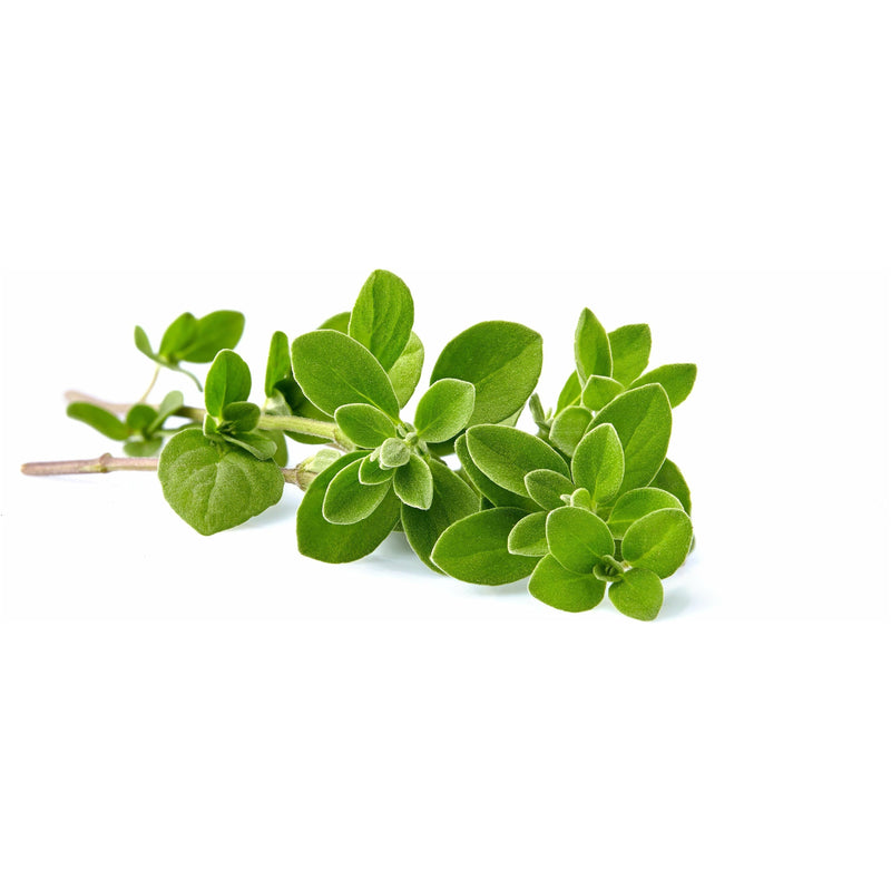 Marjoram Essential Oil - alter8.com