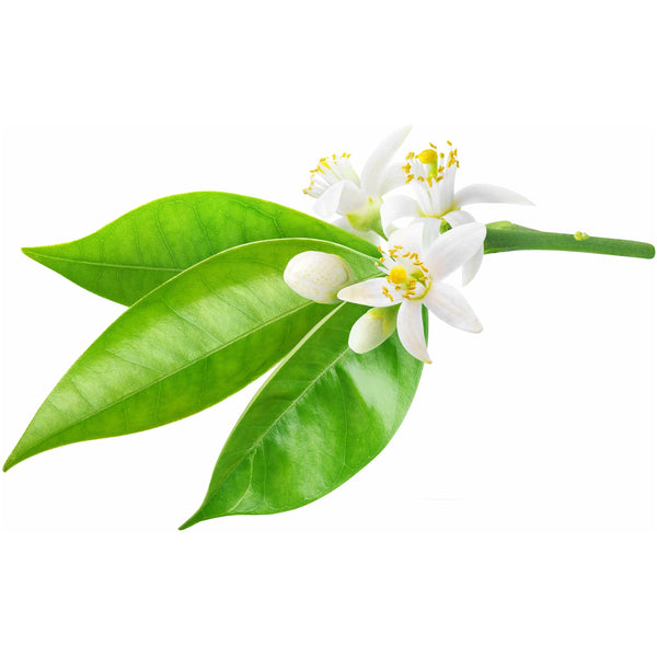 Neroli Orange Blossom Hydrosol Spray - alter8.com