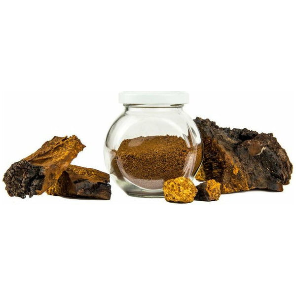 Wild Chaga Mushroom - alter8.com