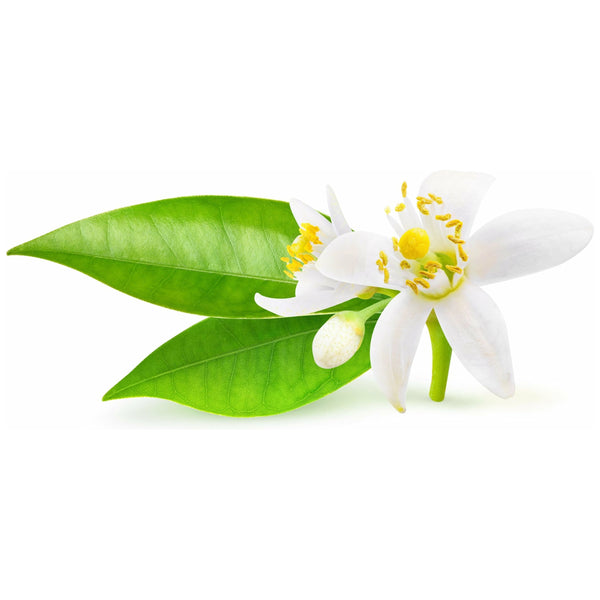 Neroli, Orange Blossom Essential Oil - alter8.com