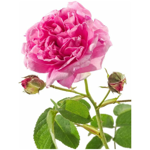 Rose Bulgarian (10%) Essential Oil - alter8.com