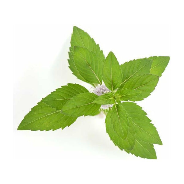 Peppermint Japanese Essential Oil - alter8.com