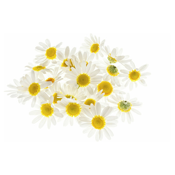 Roman Chamomile Essential Oil - alter8.com