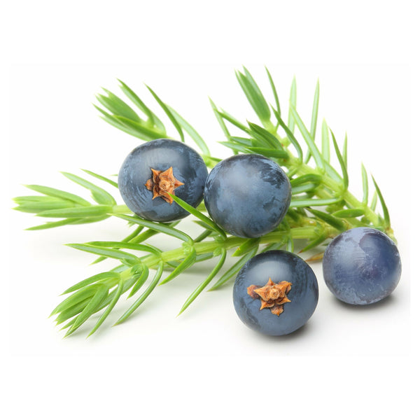 Juniper Berry Essential Oil - alter8.com