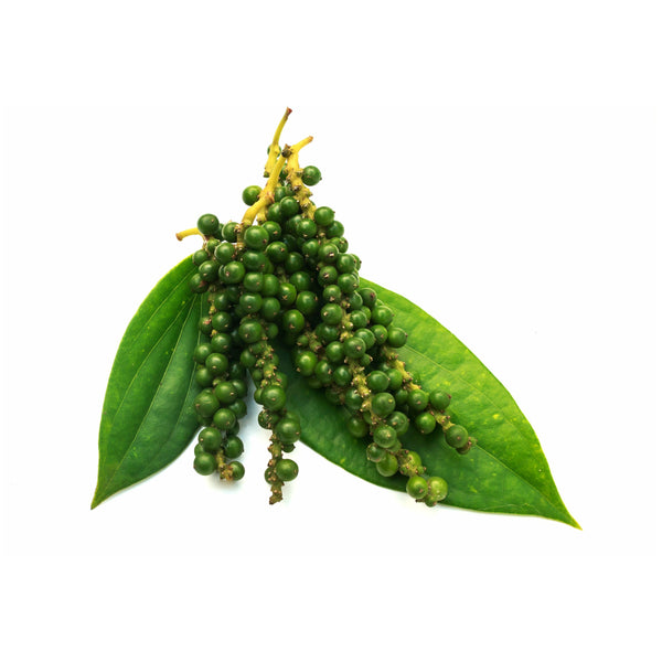 Black Pepper Essential Oil - alter8.com