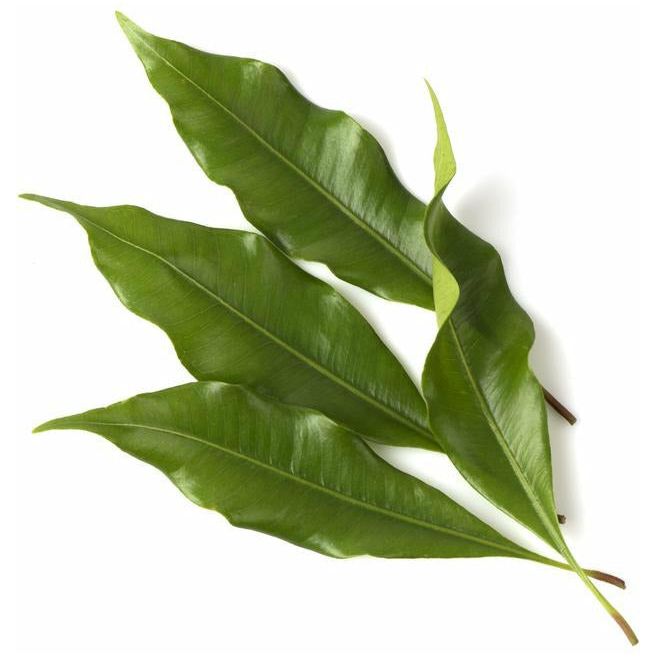 Clove Leaf Essential Oil - alter8.com