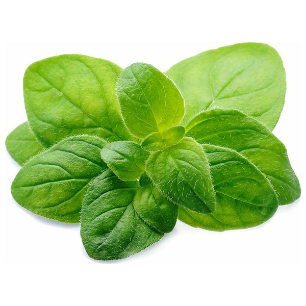 Oregano Essential Oil - alter8.com