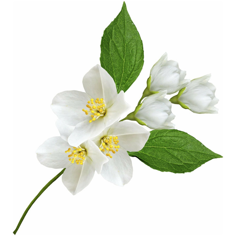 Jasmine 10% in Jojoba Essential Oil - alter8.com