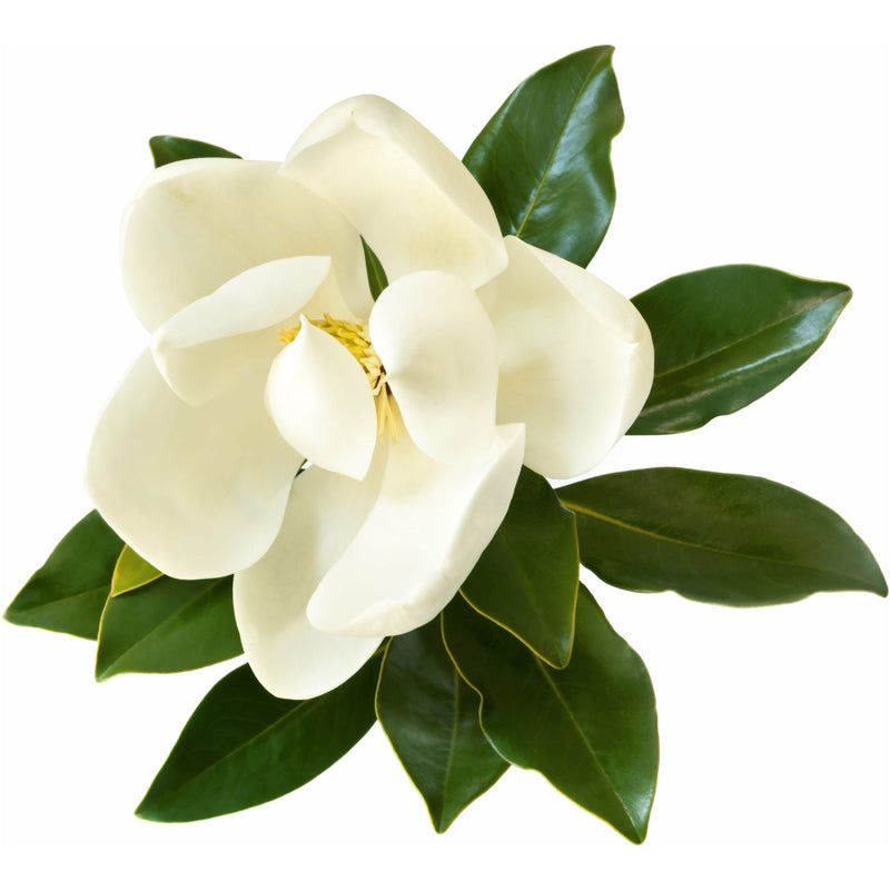 Magnolia, White Jade Leaf Essential Oil - alter8.com