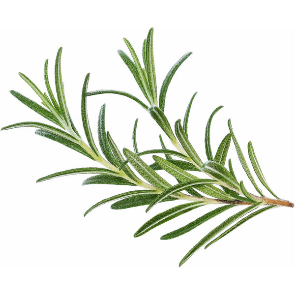 Rosemary Essential Oil - alter8.com