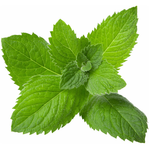 Peppermint True Essential Oil - alter8.com