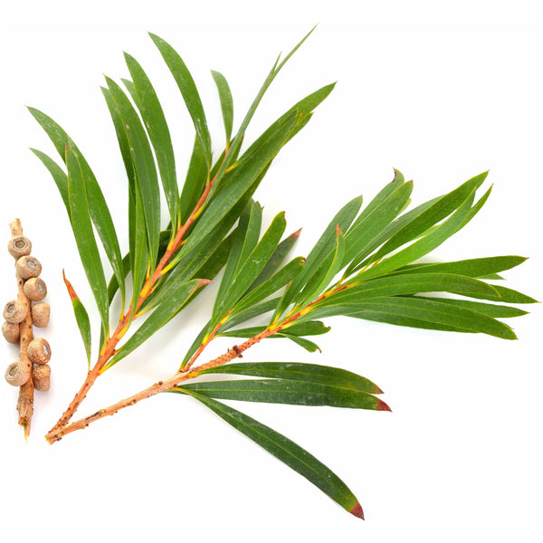 Tea Tree Essential Oil - alter8.com