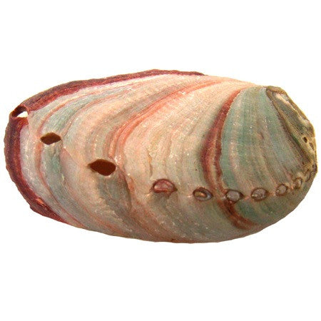 Small Red Abalone Shell - alter8.com